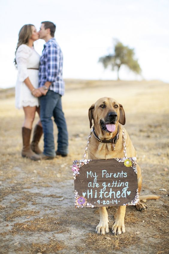 27 The Most Heart-melting Photos of Dogs at Weddings Ever