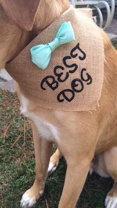 dogs at weddings-funny best dog ever