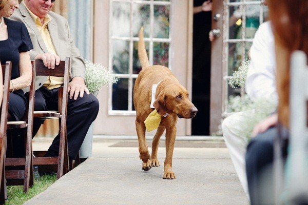 dogs at weddings-here comes the best dog ring bearer