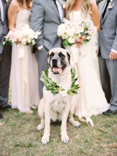 dogs get invited at wedding