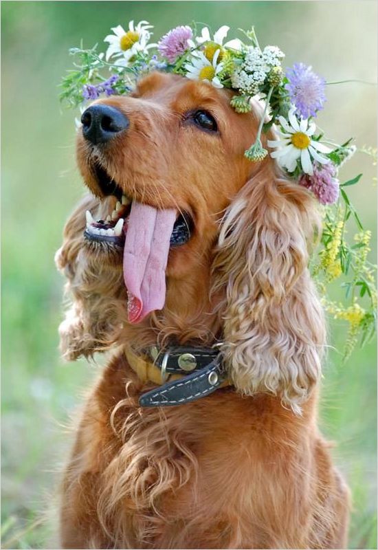 flower-decorated dogs at weddings