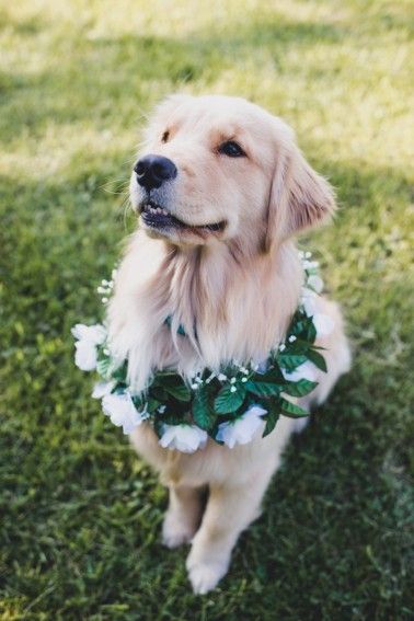 funny golden retriever puppy at a wedding