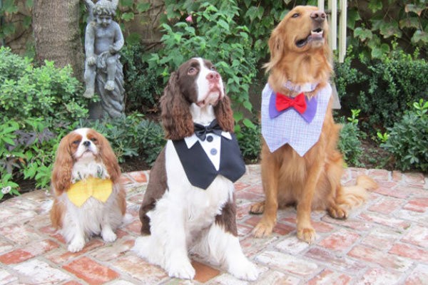 funny ways to include dogs at weddings