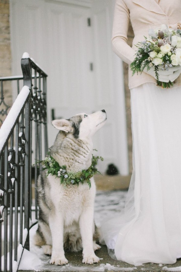 heart-melting dog photos at weddings