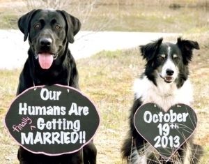 hilarious furry friend at weddings