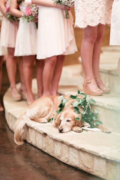 romantic dog photos at wedding